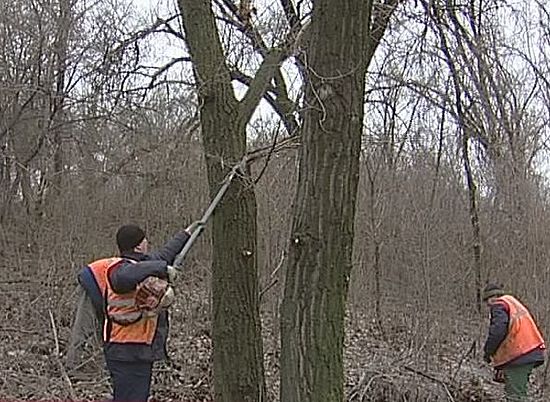 Коммунальные службы Волгограда начали подготовку деревьев к зиме