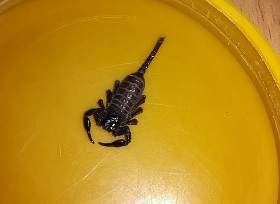 В Волгограде самой неожиданной находкой дня стал скорпион