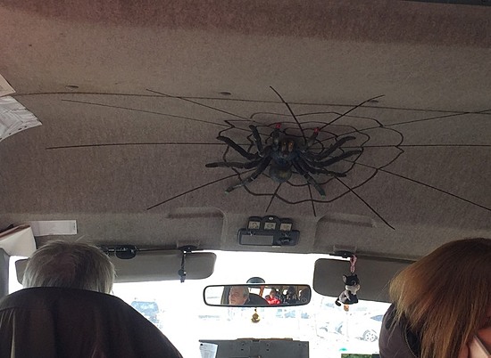 Пассажиров волгоградской маршрутки ужаснул огромный черный паук