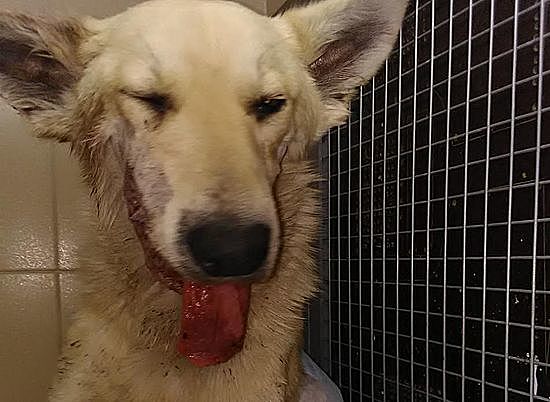 В Волгограде история собаки "с оторванной челюстью" получила счастливое продолжение