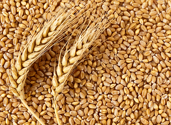 Под Волгоградом обнаружено почти 5 тысяч тонн зараженной пшеницы