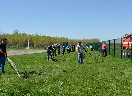 В Волгоградской области высадили новые аллеи из катальп