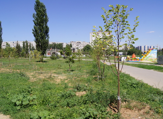 Волгоградские парки защитят от летнего зноя