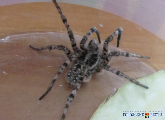 Жителей частного сектора Волгограда напугал ядовитый тарантул размером с яйцо