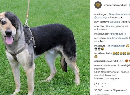 Иностранцы обсуждают судьбу волгоградского пса со снятым скальпом и хотят взять его себе