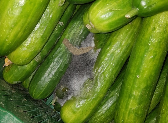 Овощи с плесенью в виде мыши нашли волгоградцы в сетевом магазине города