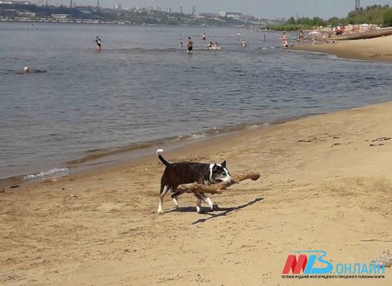 Волгоградцев развеселила собака-муравей на пляже