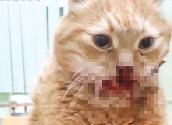 В Волгограде кот погиб от рук шизофреника