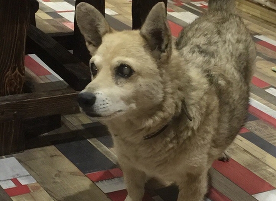 Волгоградские волонтеры ищут хозяина пожилому ласковому псу Тюбику