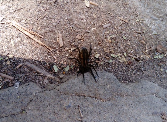 Жительницу Волжского заинтриговал большой паук