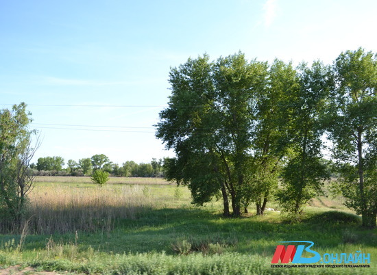 Восемь тысяч кустарников и деревьев высадят в Волгоградской области