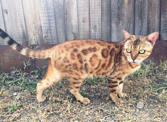 Волгоградские дачи охраняет бесстрашная кошка-леопард с мужским именем