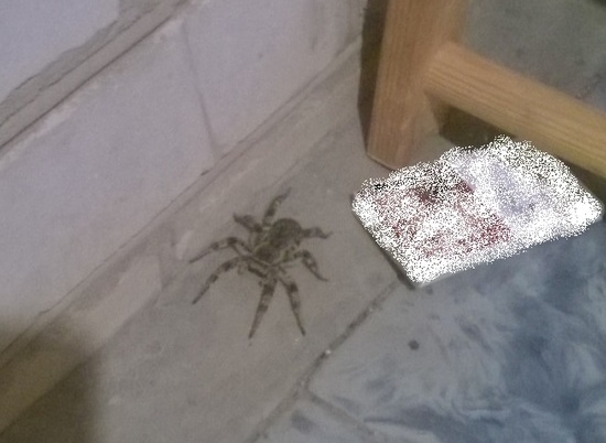 Волгоградец встретил в своем доме на острове Сарпинском гигантского паука