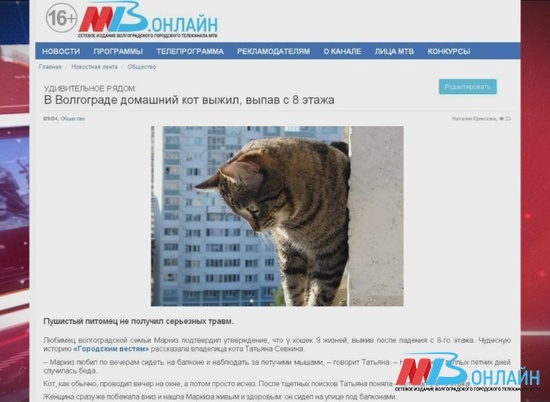 В Волгограде кот научился летать, как украсть 730 000 за 15 минут и другие события дня