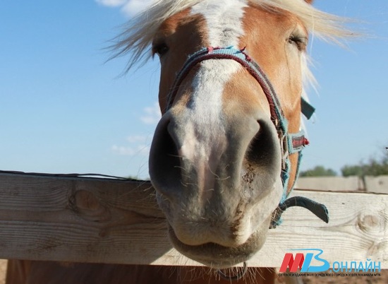 В Волгоградской области застрелили коня на выгуле
