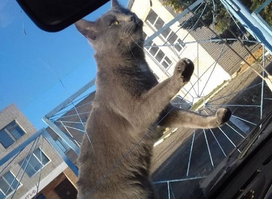 В Волгоградской области коты начали ходить по стеклам