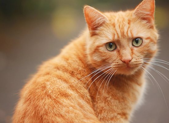 Фильм волгоградки о рыжем коте может отправиться на Каннский кинофестиваль