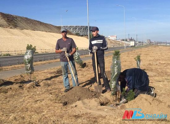 В Волгограде высадили еще 60 молодых деревьев
