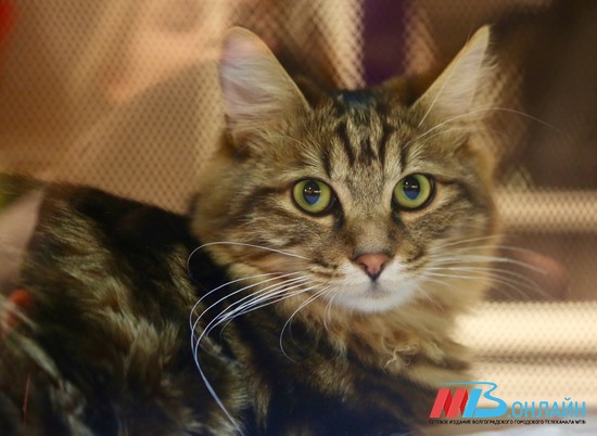 Волгоград на два дня стал центром притяжения красивейших кошек страны