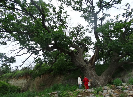 Двухсотлетний волгоградский дуб стал вторым Деревом года в России
