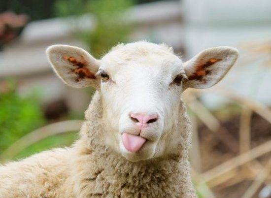 51-летний волгоградский пастух угнал с фермы хозяина 900 овец
