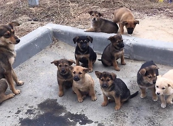 В Волгограде для 9 щенков ищут дом