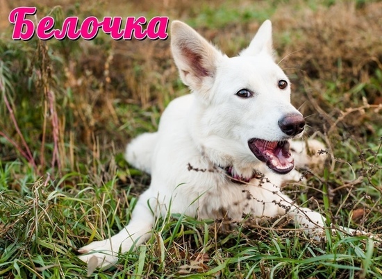 Хозяева бросили белоснежную собаку в 50 метрах от приюта в Волгограде