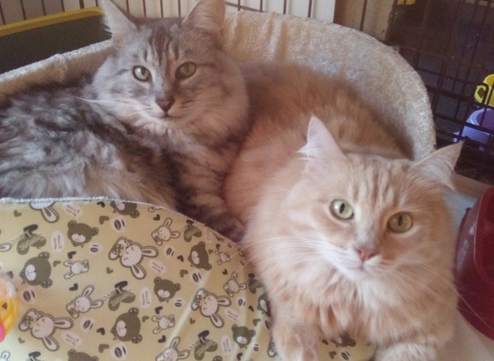 Кошки – носители вируса иммунодефицита из Волгограда ищут любящую семью