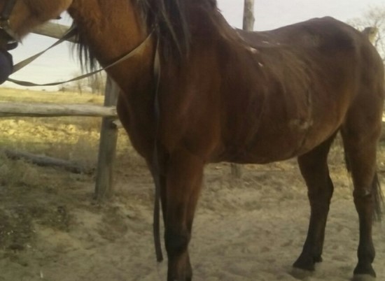 В Волгограде пытаются спасти замученную фермером лошадь