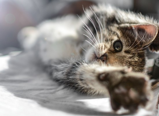 Волгоградцы узнали, почему у кошки шершавый язык