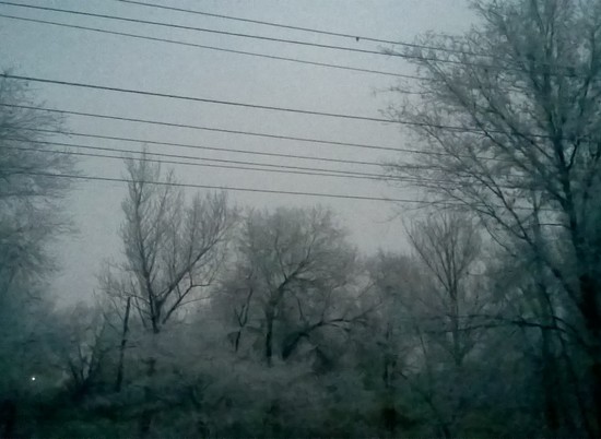 Скучающие по зиме волгоградцы перепутали иней на деревьях со снегом
