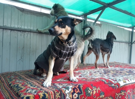 В Волгограде зоозащитники шьют комбинезоны для животных на зиму