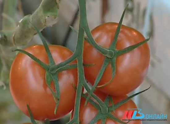 Местные томаты в Волгоградской области «подвинут» турецкий экспорт