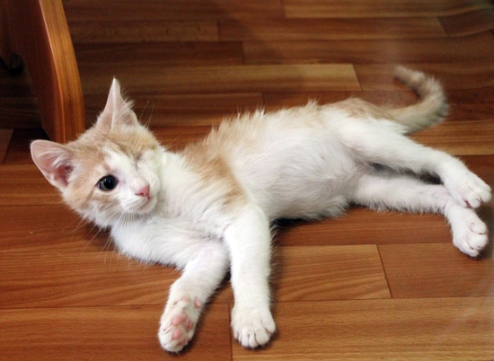 Волгоградские волонтеры ищут новый дом для одноглазого котенка Циклопа