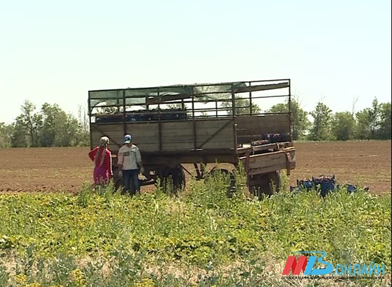 Волгоградская область заняла 2-е место в ЮФО по размеру сельхозугодий