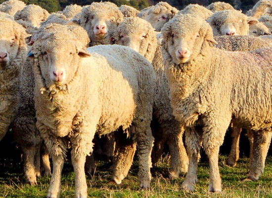 Под Волгоградом 22-летний мужчина украл стадо овец