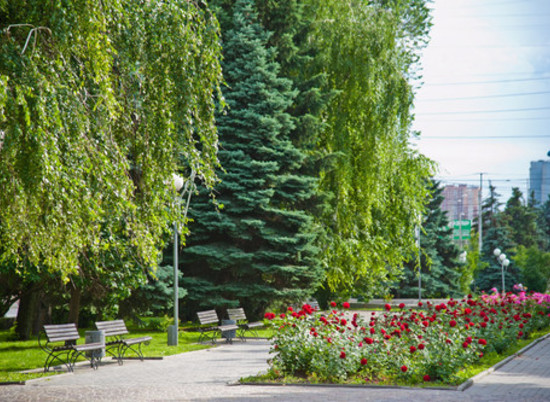В Волгограде плохими деревьями займутся власти города