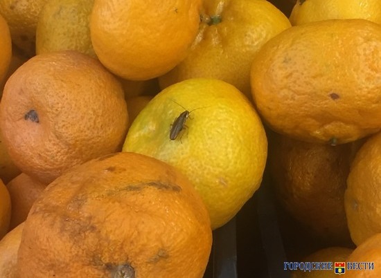 В Волгограде тараканы нашли приют в предновогодних мандаринах