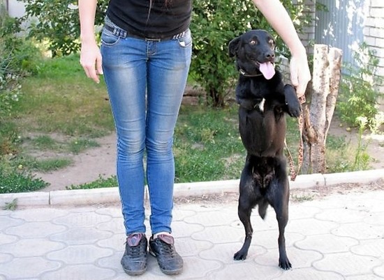 В Волгограде волонтеры ищут хозяина для собаки-инвалида