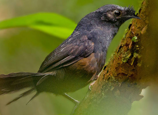 В Бразилии вновь замечена самая редкая птица в мире
