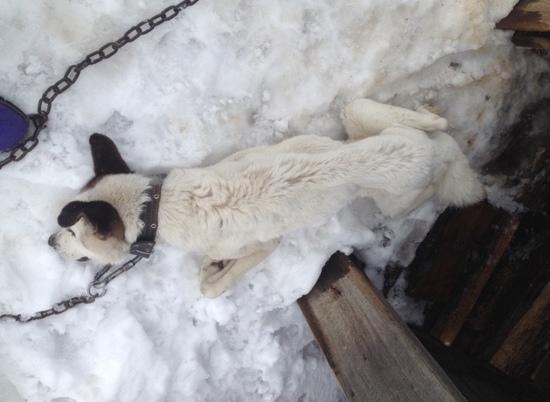 Волгоградцев призывают спасти 15 собак от съедения