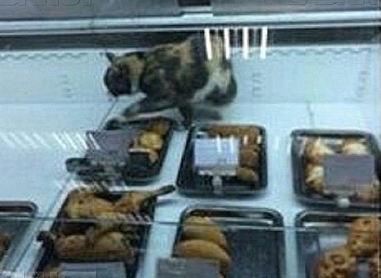 В одном из волгоградских супермаркетов кошку поймали, что называется, с поличным