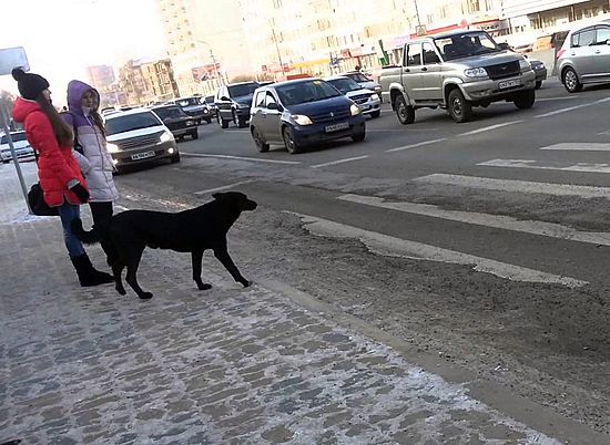 В Волгограде за сутки сбили 7 пешеходов