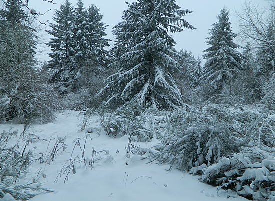 В Волгоградской области приступили к заготовке снега