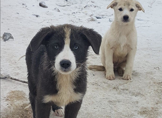 В Волгограде продолжают искать дом для замерзающих щенков