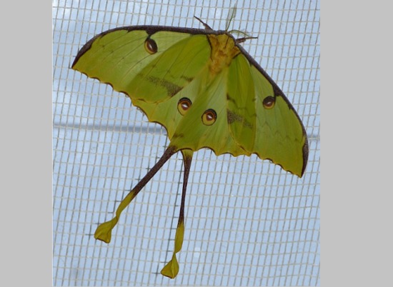 Самая длинная бабочка в мире появилась на свет на выставке в Волгограде