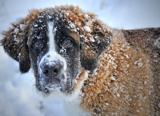 На «Островке надежды» в Волжском ждут спасения больше сотни собак