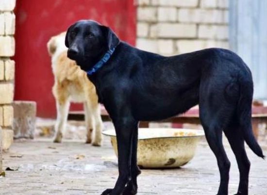 В Волгограде ищет дом собака, которая перезимовала в поле