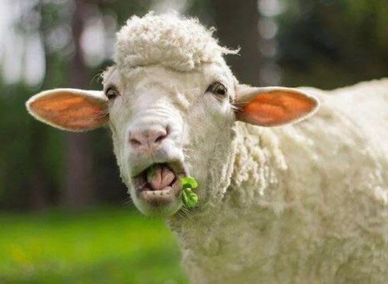 Почти 1000 овец украл волгоградец в погоне за 5 млн рублей