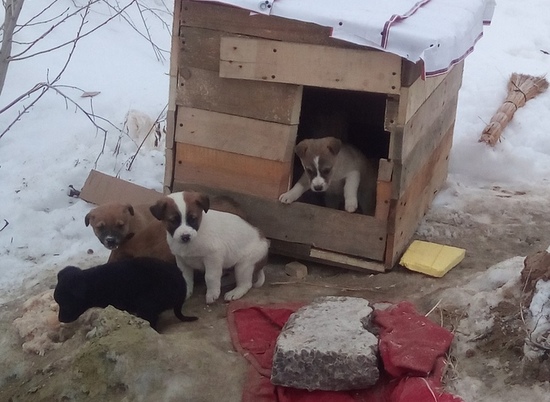 Волгоградские волонтеры беспокоятся за судьбу пятерых щенков